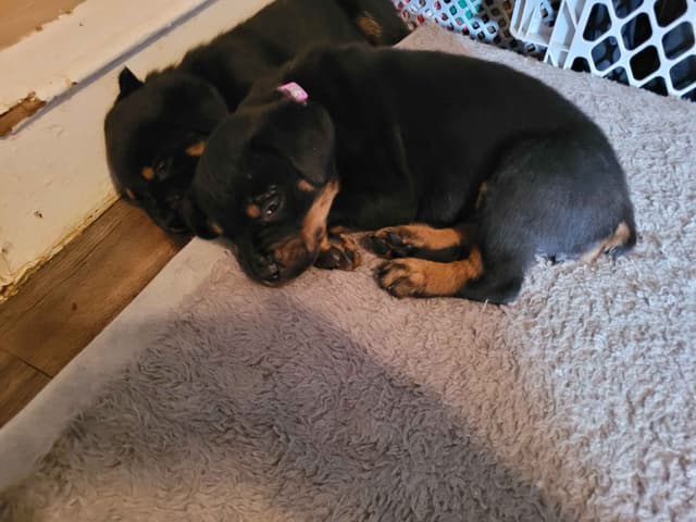Rottweiler Puppies media 3