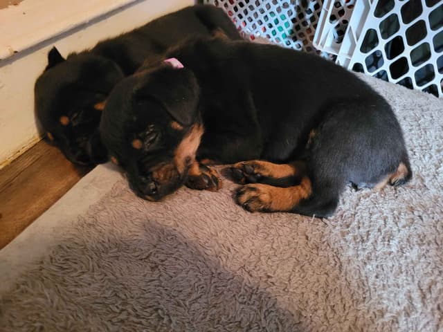 Rottweiler Puppies media 4