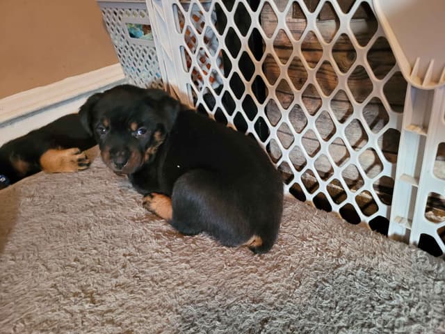 Rottweiler Puppies media 5