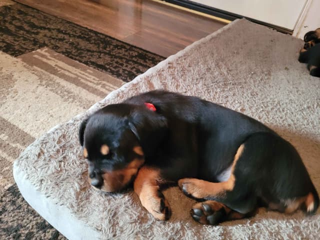 Rottweiler Puppies media 6