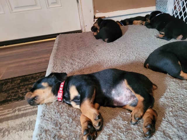 Rottweiler Puppies media 7