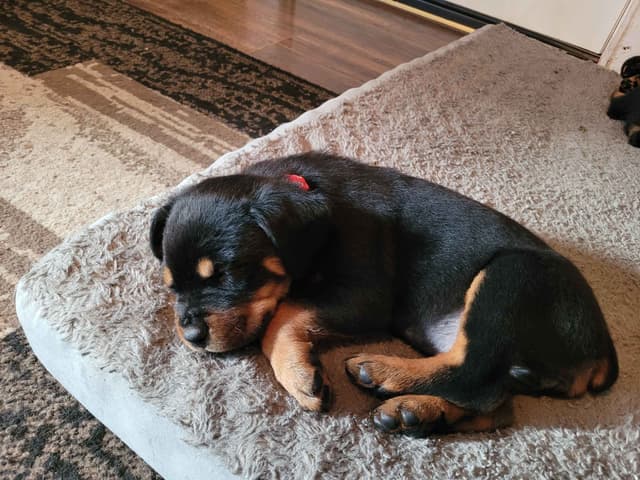Rottweiler Puppies media 8