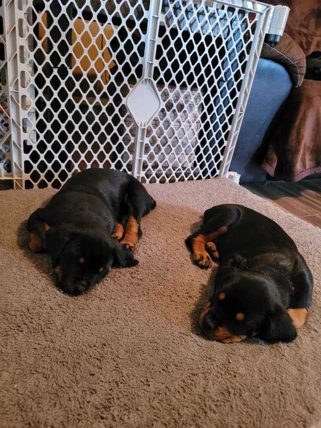 Rottweiler Puppies media 9