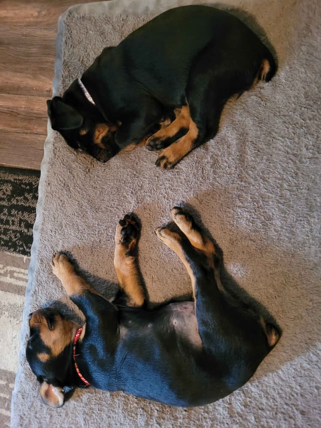 Rottweiler Puppies media 11