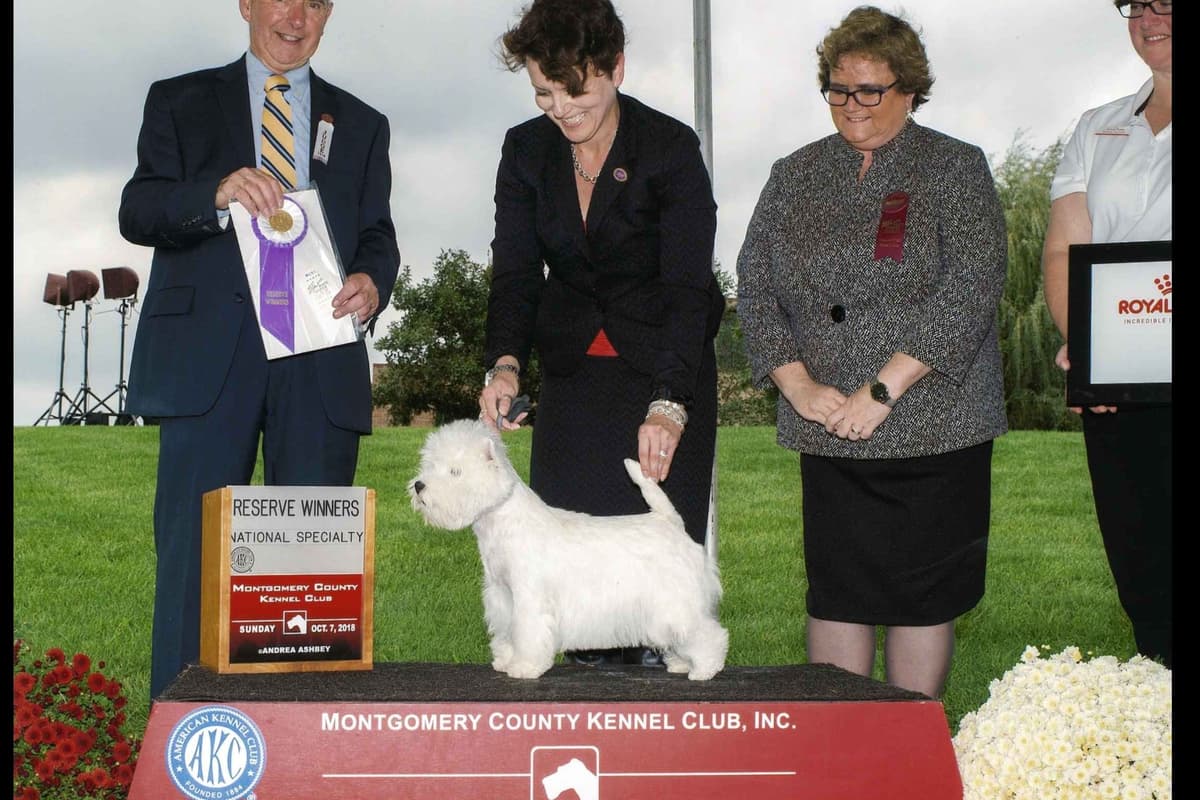 West Highland White Terrier Puppies breeder image 4