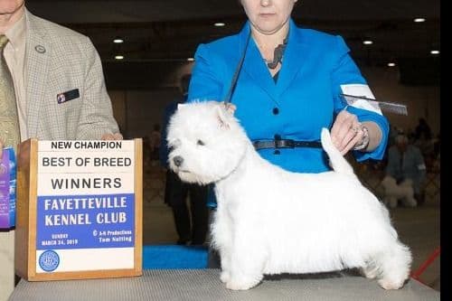 West Highland White Terrier Puppies breeder image 3