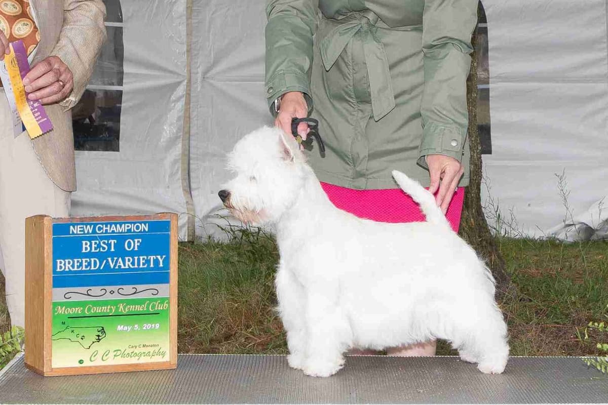 West Highland White Terrier Puppies breeder image 6