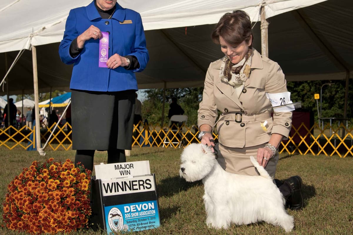West Highland White Terrier Puppies breeder image 2
