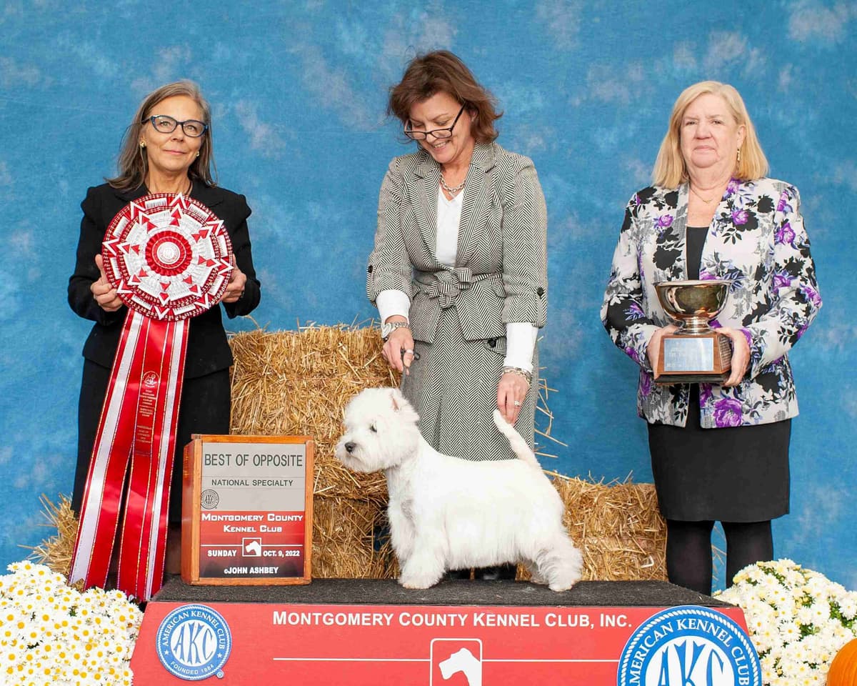 West Highland White Terrier Puppies breeder image 5