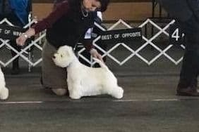 West Highland White Terrier Puppies breeder image 8