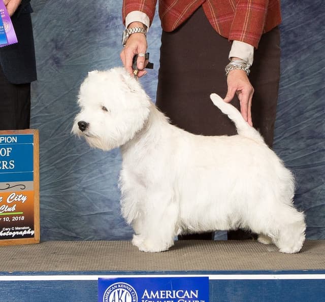 West Highland White Terrier Puppies media 2