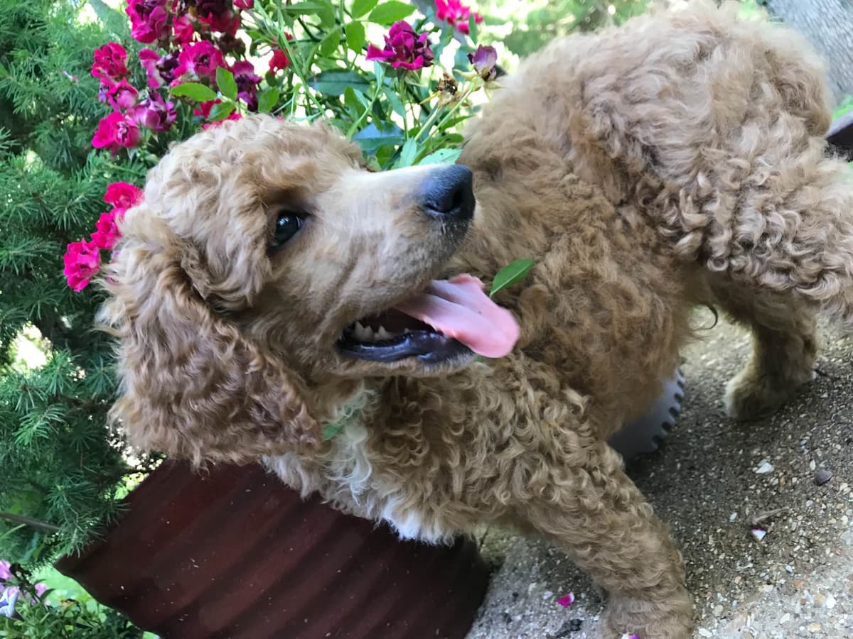 Poodle Puppies breeder image 1