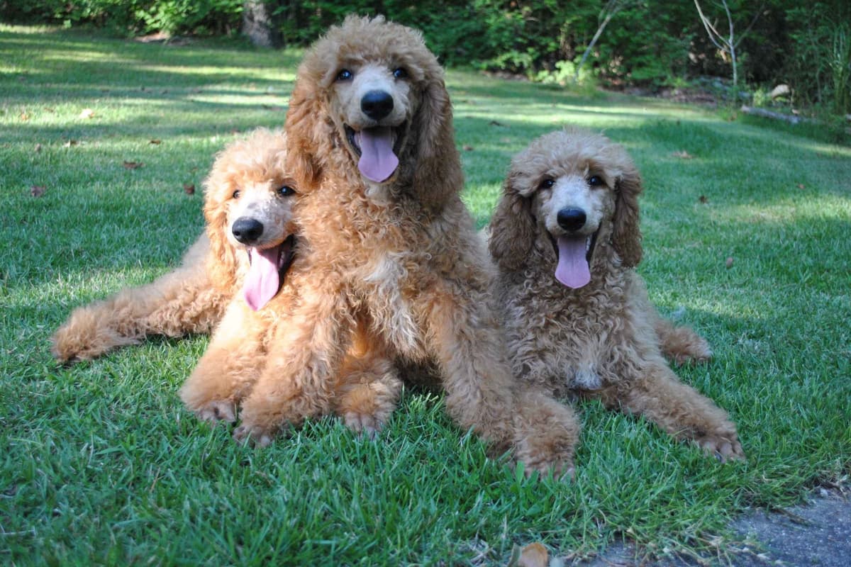 Poodle Puppies breeder image 2