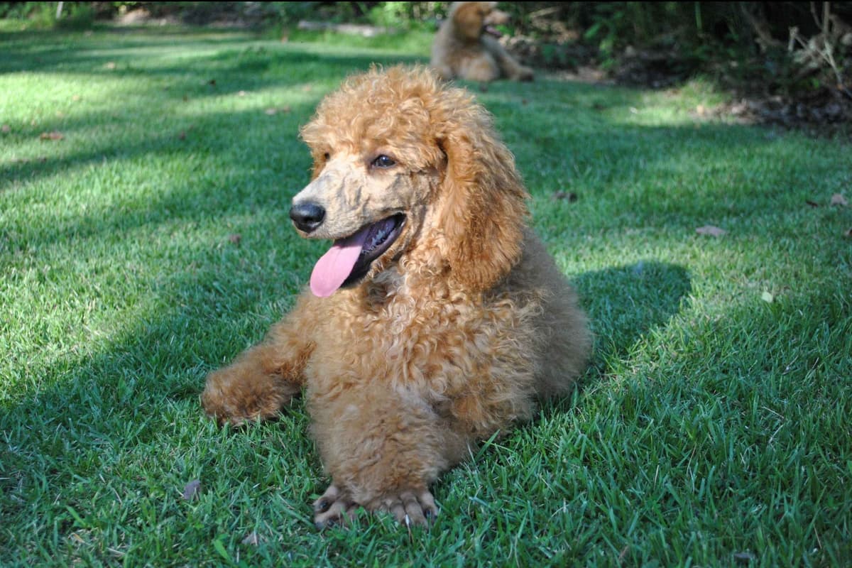 Poodle Puppies breeder image 3