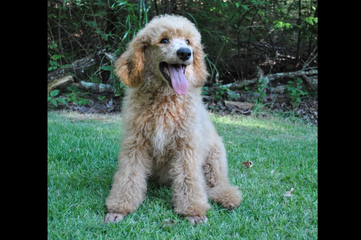 Poodle Puppies breeder image 4
