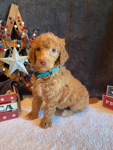 Poodle Puppies media 3