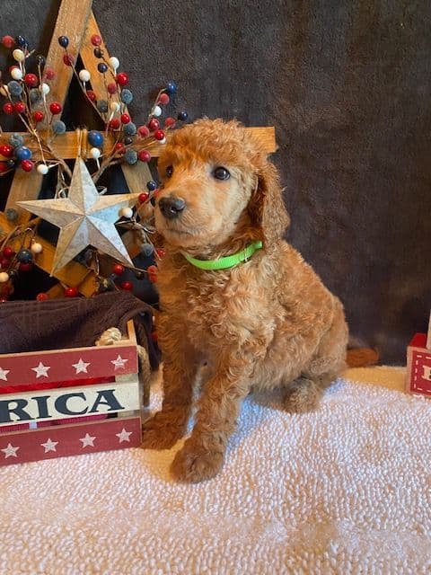 Poodle Puppies media 4