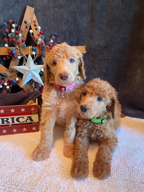 Poodle Puppies media 5