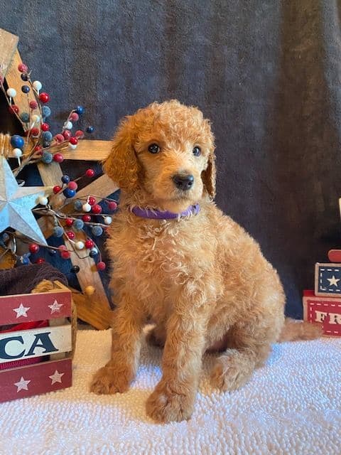 Poodle Puppies media 6
