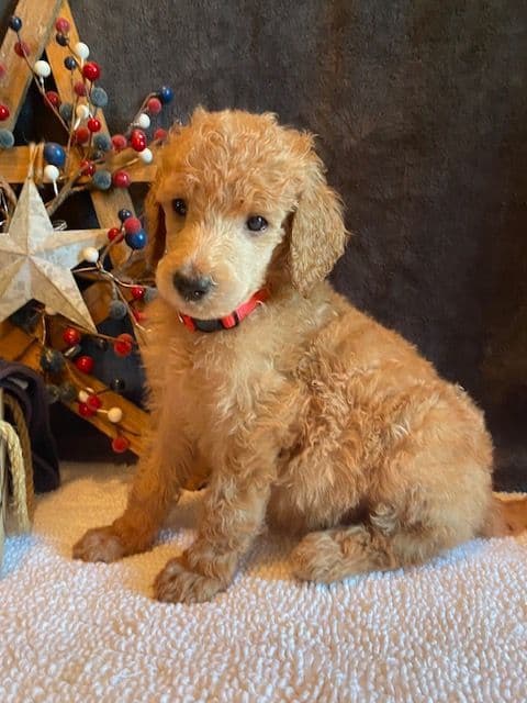 Poodle Puppies media 8