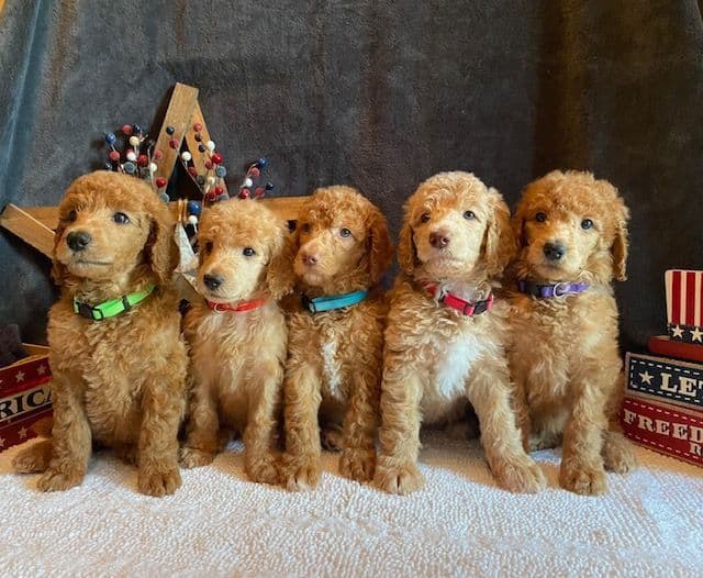 Poodle Puppies media 7