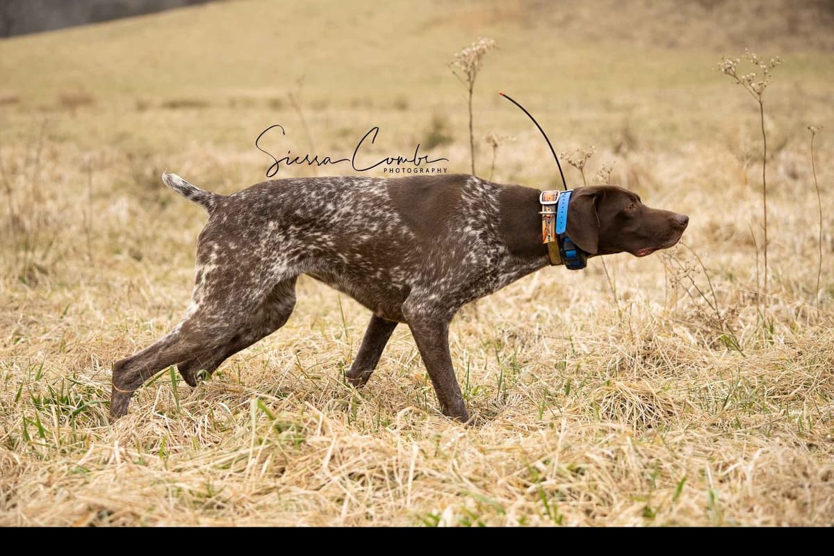 German Shorthaired Pointer Puppies breeder image 7