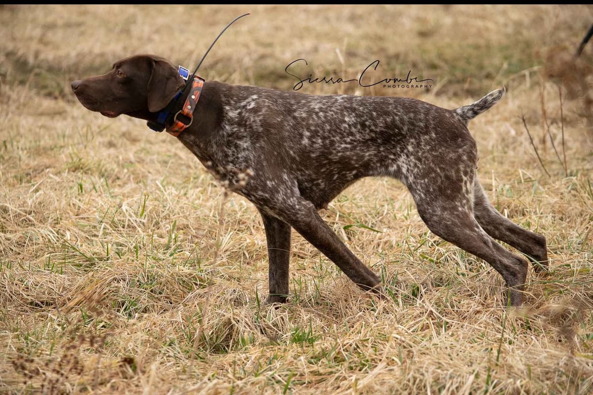 German Shorthaired Pointer Puppies breeder image 8