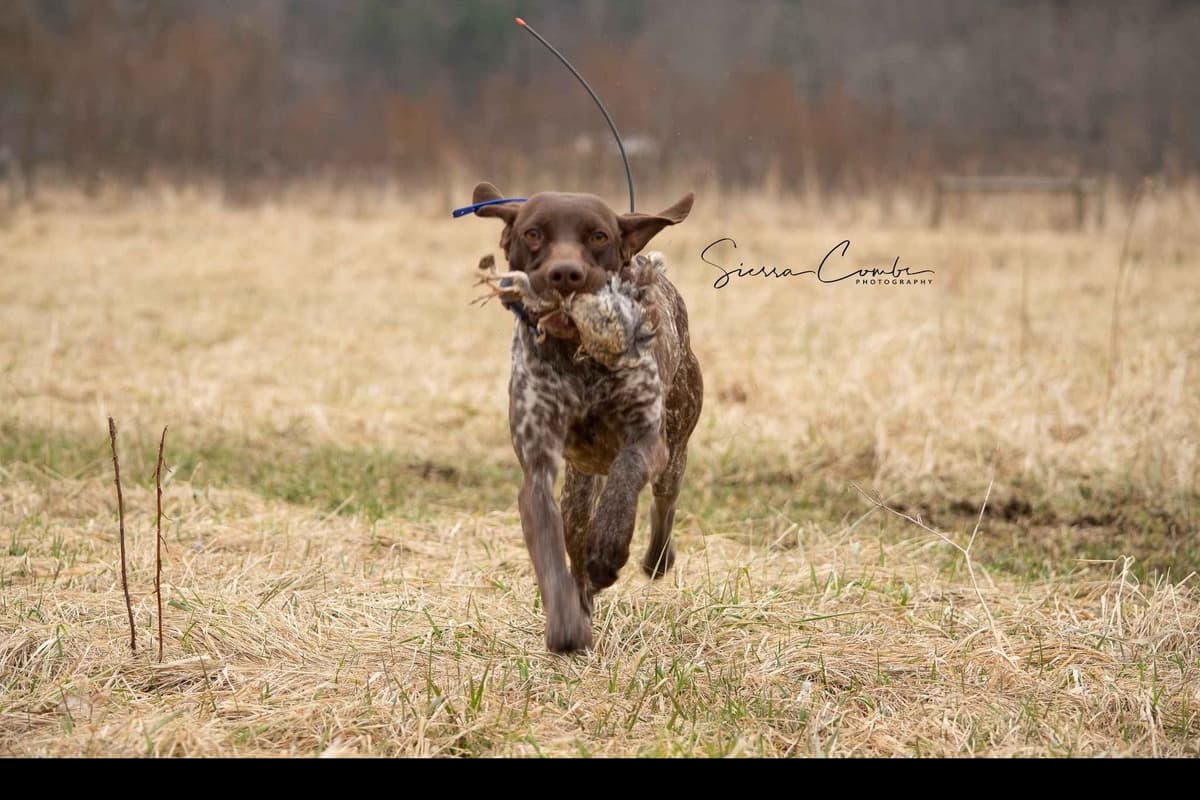 German Shorthaired Pointer Puppies breeder image 9