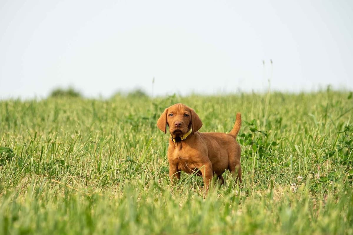 German Shorthaired Pointer Puppies breeder image 12