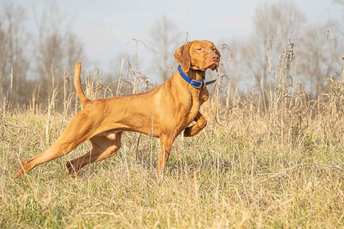 German Shorthaired Pointer Puppies breeder image 13