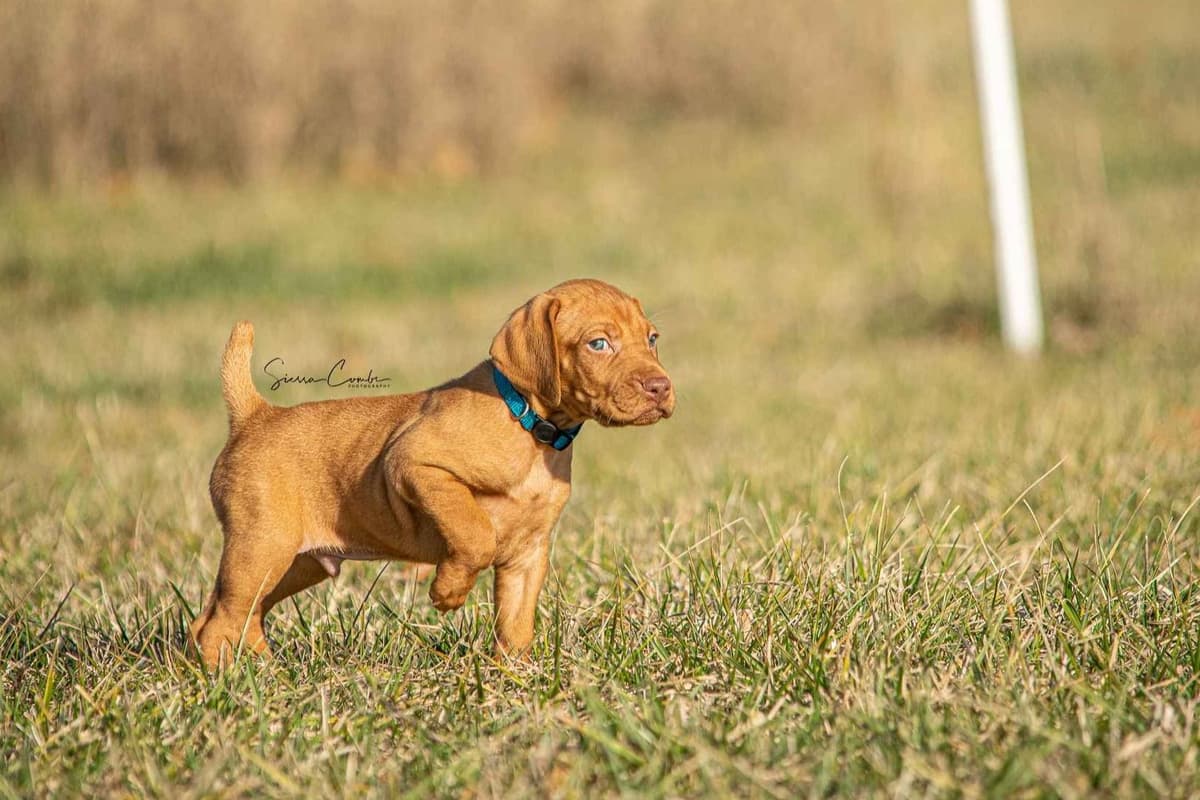 German Shorthaired Pointer Puppies breeder image 14
