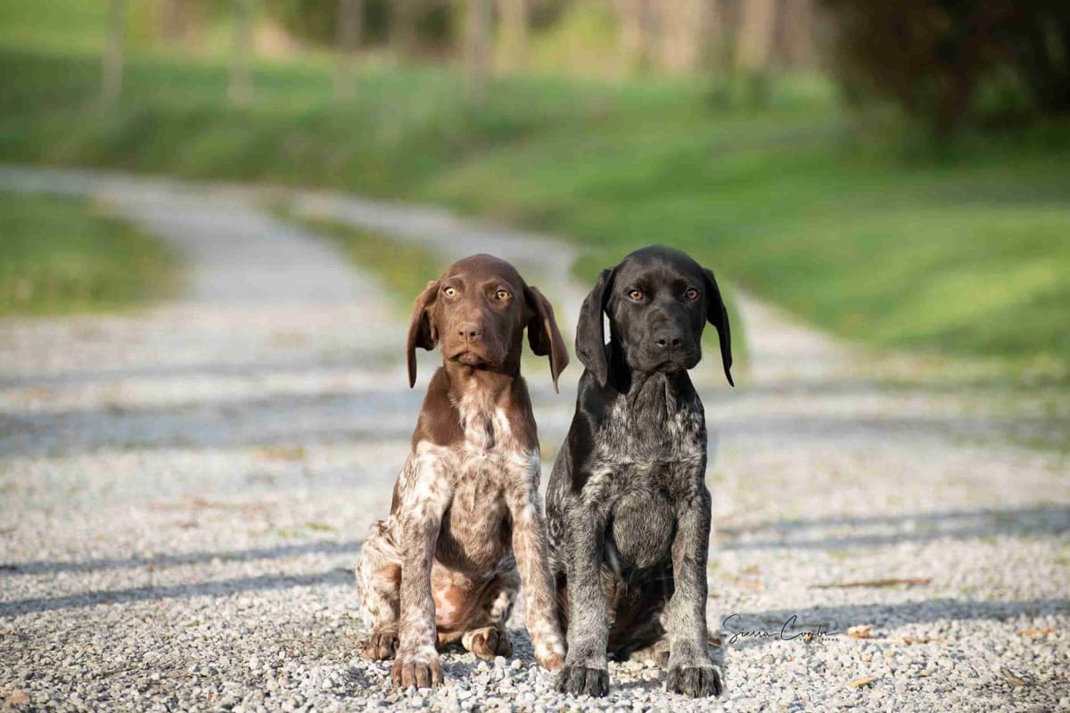 German Shorthaired Pointer Puppies breeder image 17