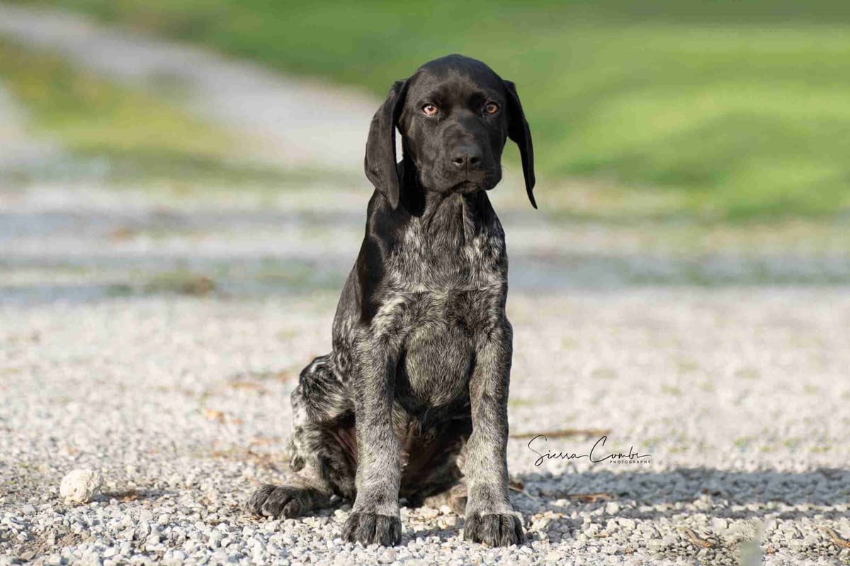 German Shorthaired Pointer Puppies breeder image 18