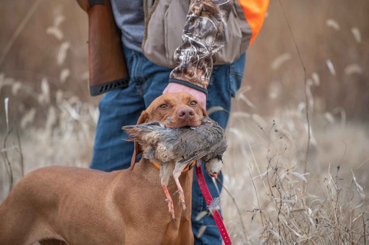German Shorthaired Pointer Puppies breeder image 19