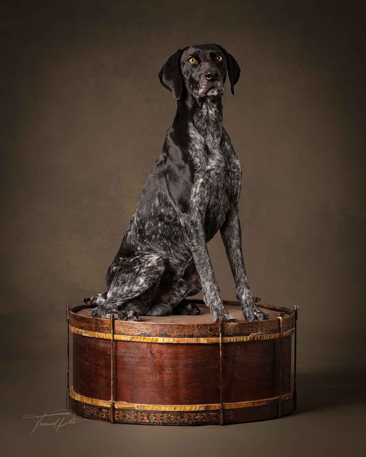 German Shorthaired Pointer Puppies breeder image 1