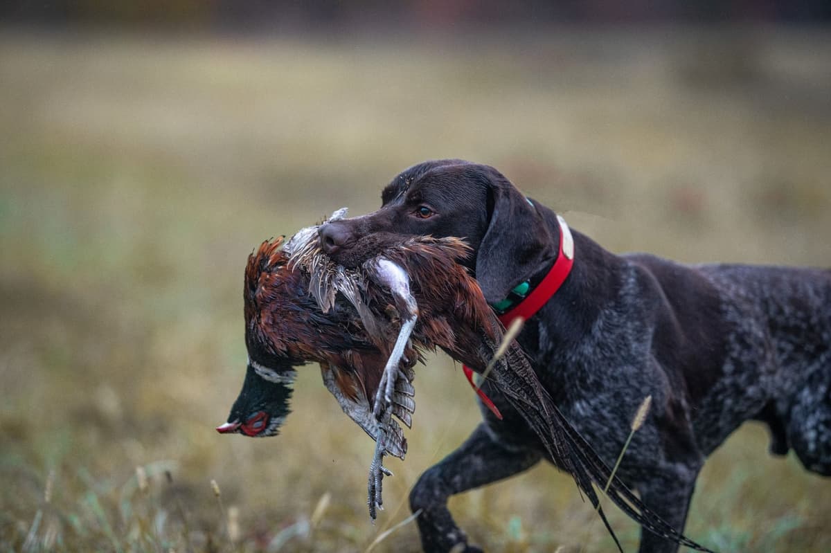 German Shorthaired Pointer Puppies breeder image 20