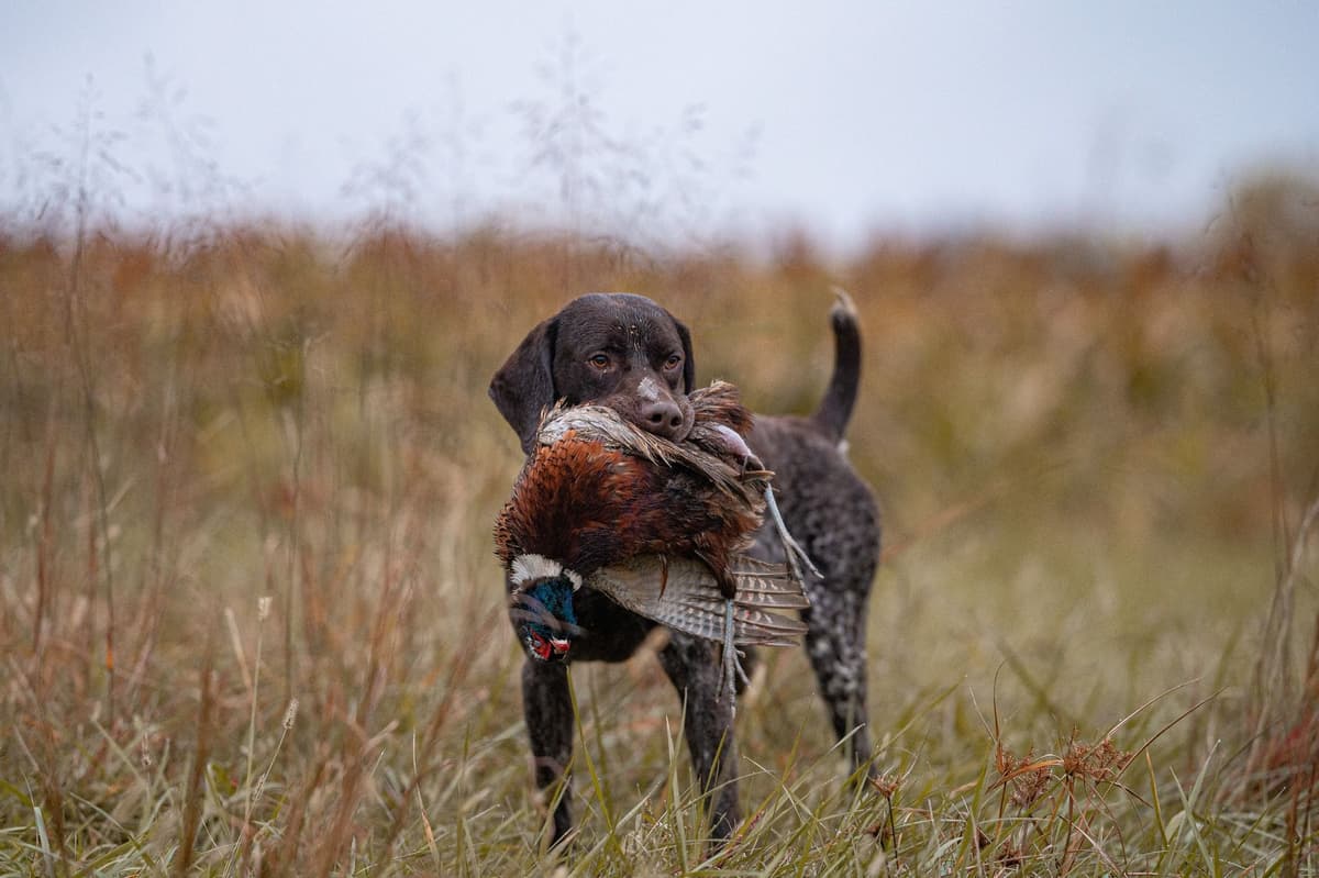 German Shorthaired Pointer Puppies breeder image 21