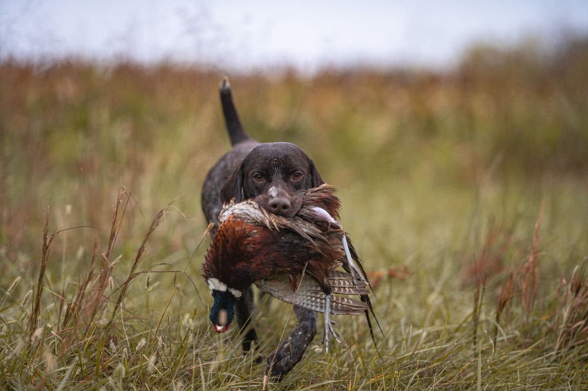 German Shorthaired Pointer Puppies breeder image 22