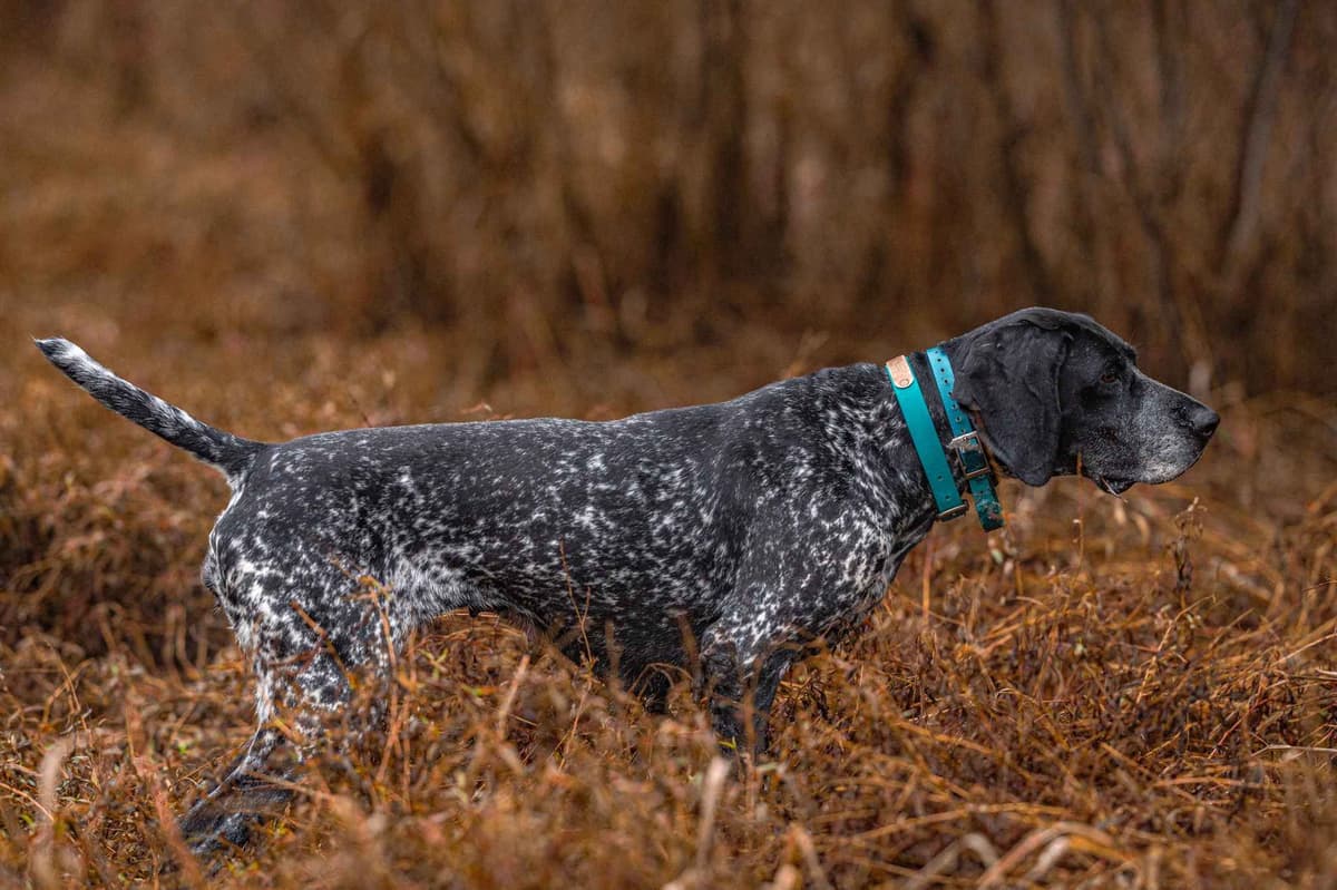 German Shorthaired Pointer Puppies breeder image 23
