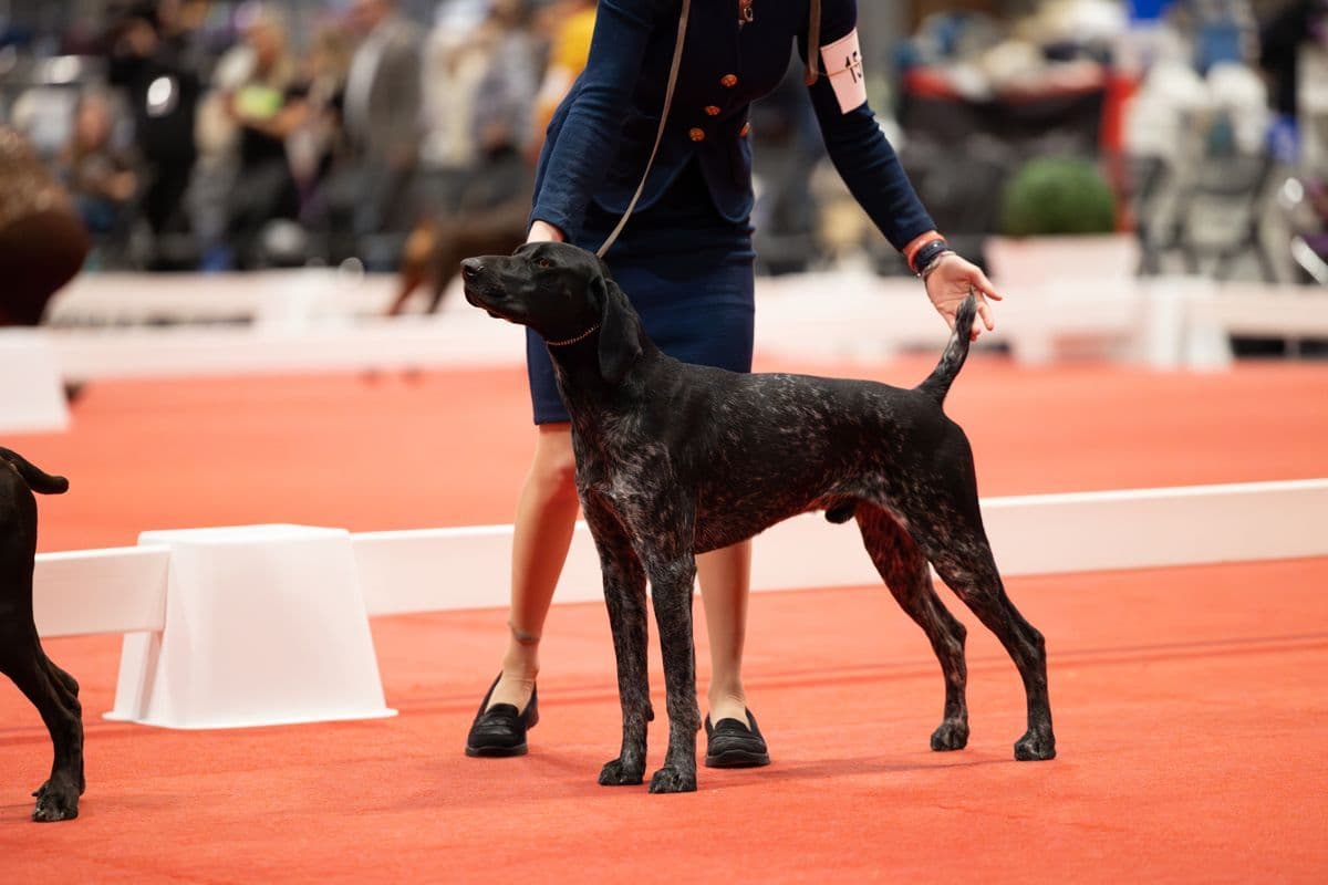 German Shorthaired Pointer Puppies breeder image 24