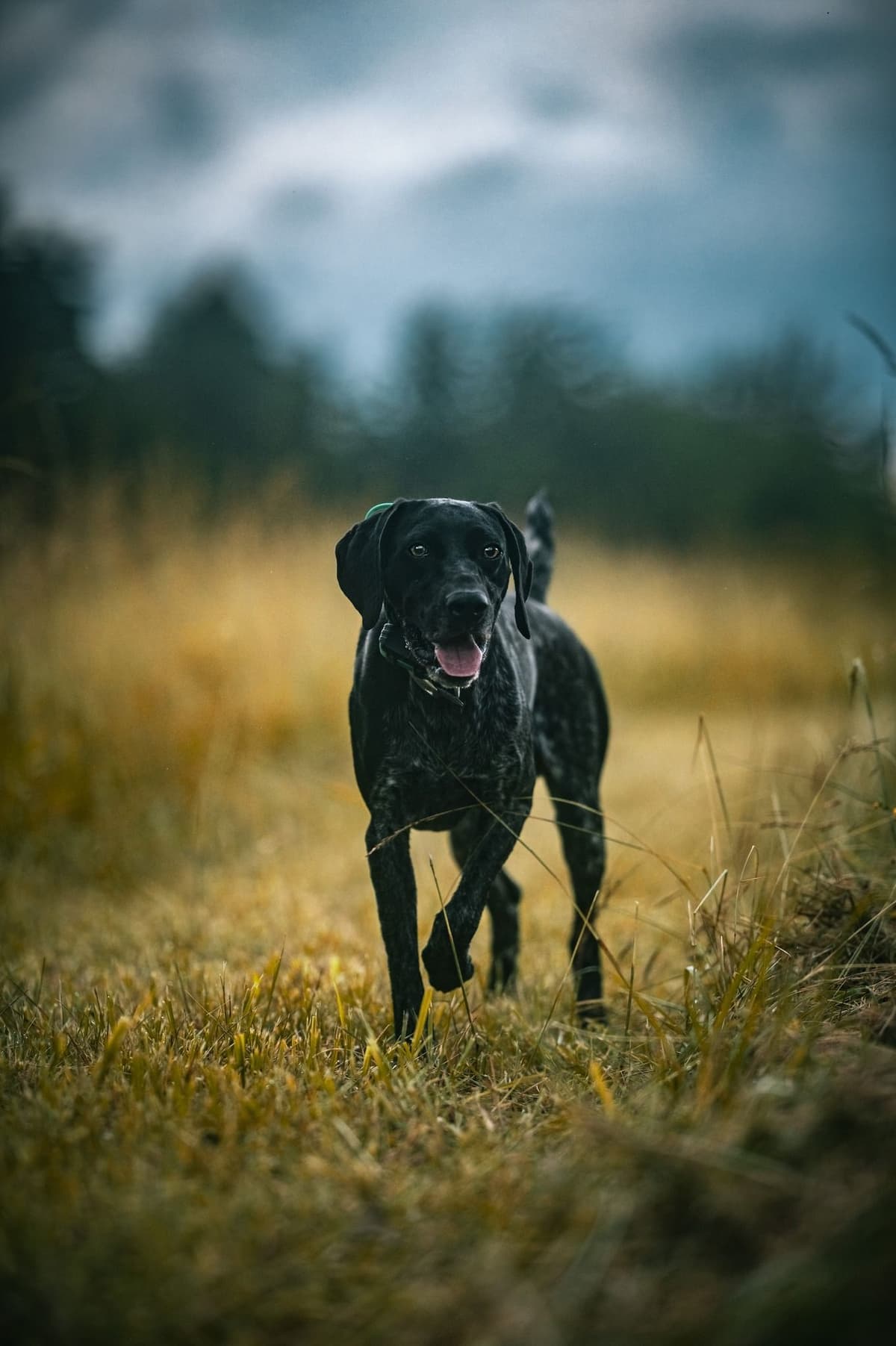 German Shorthaired Pointer Puppies breeder image 25