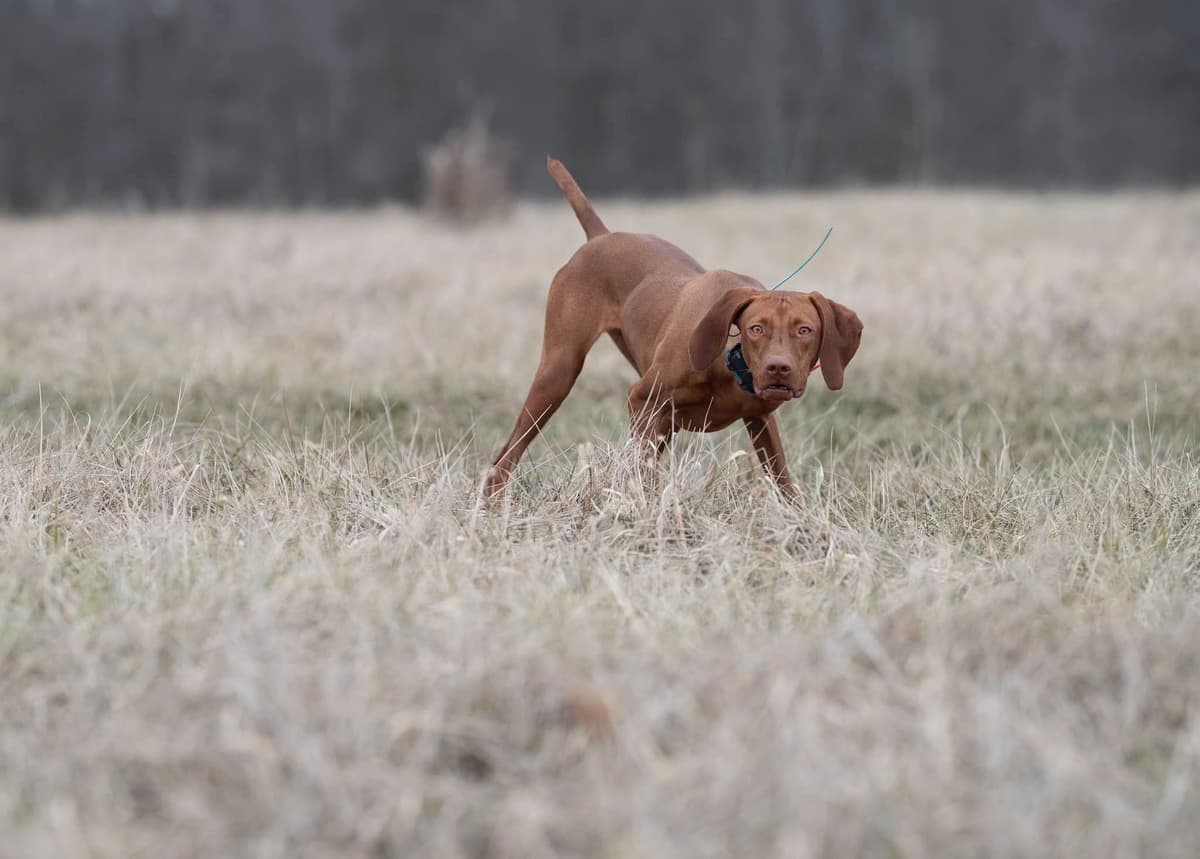 German Shorthaired Pointer Puppies breeder image 26