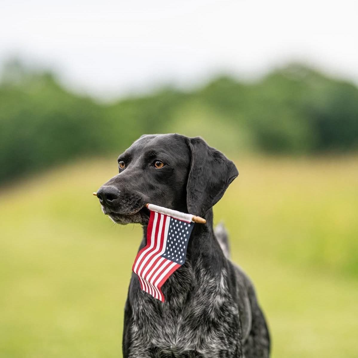 German Shorthaired Pointer Puppies breeder image 27