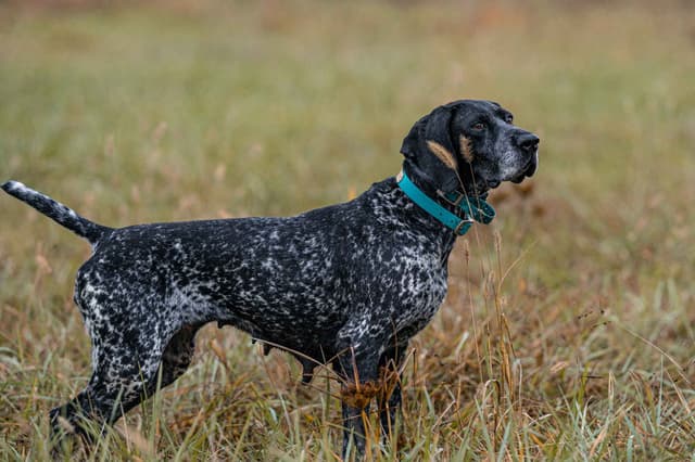 German Shorthaired Pointer Puppies media 4