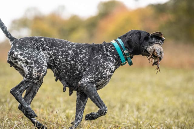 German Shorthaired Pointer Puppies media 5