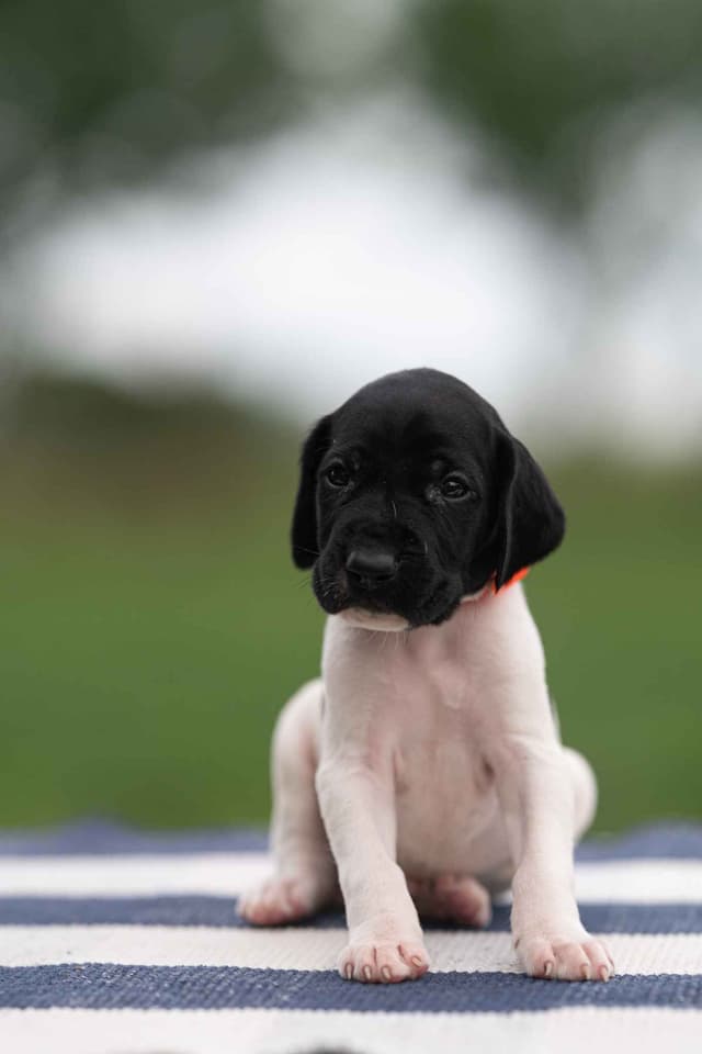 German Shorthaired Pointer Puppies media 7
