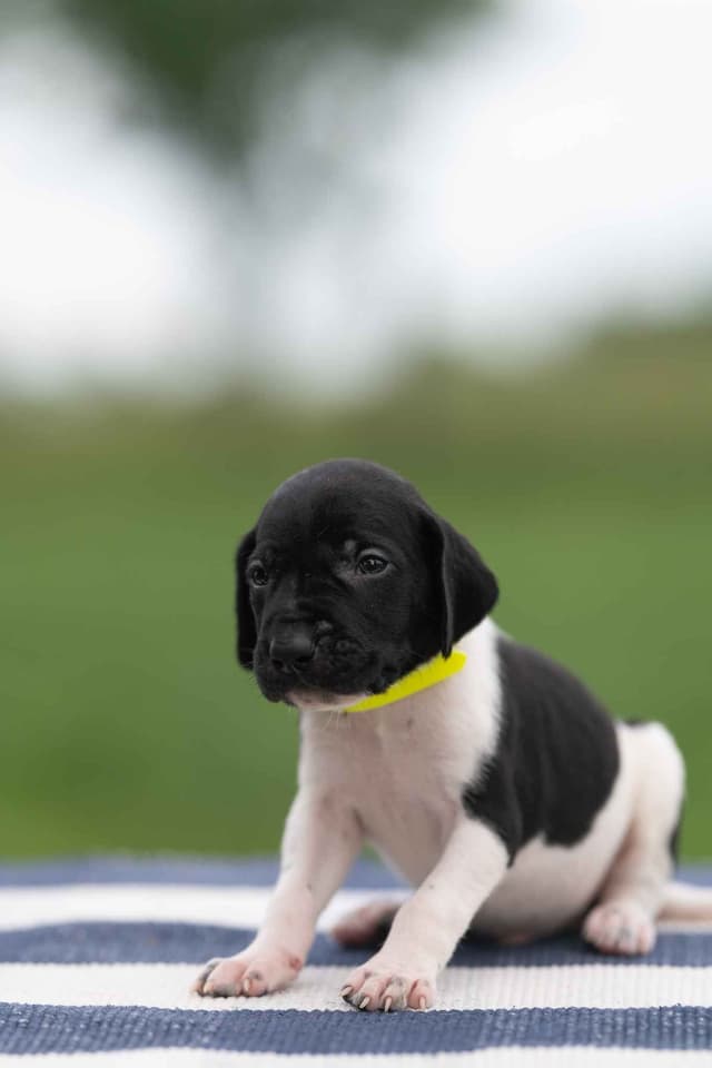 German Shorthaired Pointer Puppies media 8