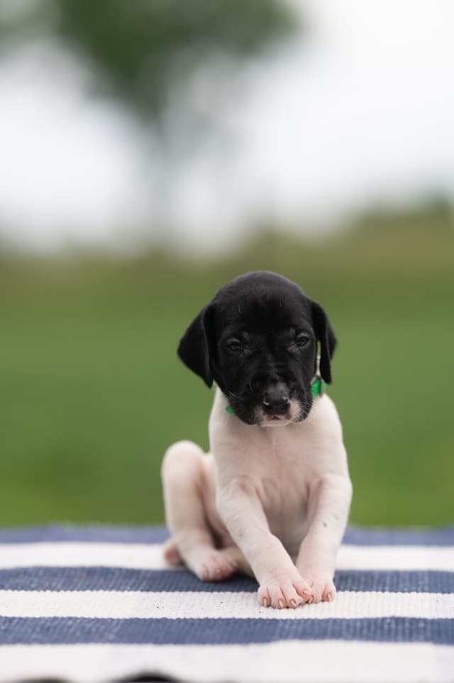 German Shorthaired Pointer Puppies media 9