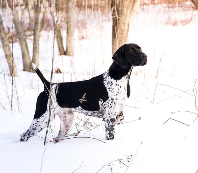 German Shorthaired Pointer Puppies media 10