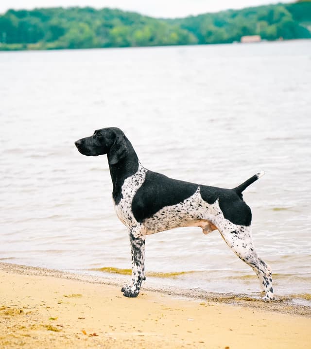 German Shorthaired Pointer Puppies media 11